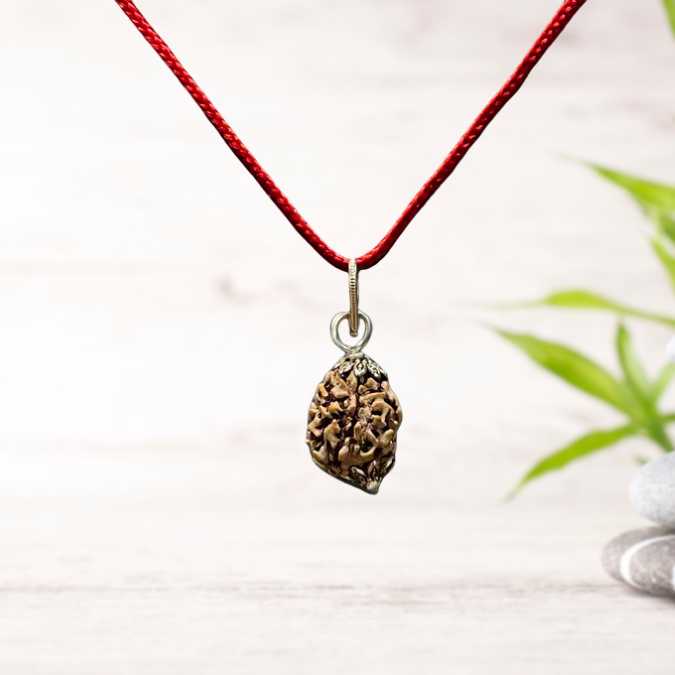 3 Mukhi Nepali Rudraksha - Teen Mukhi